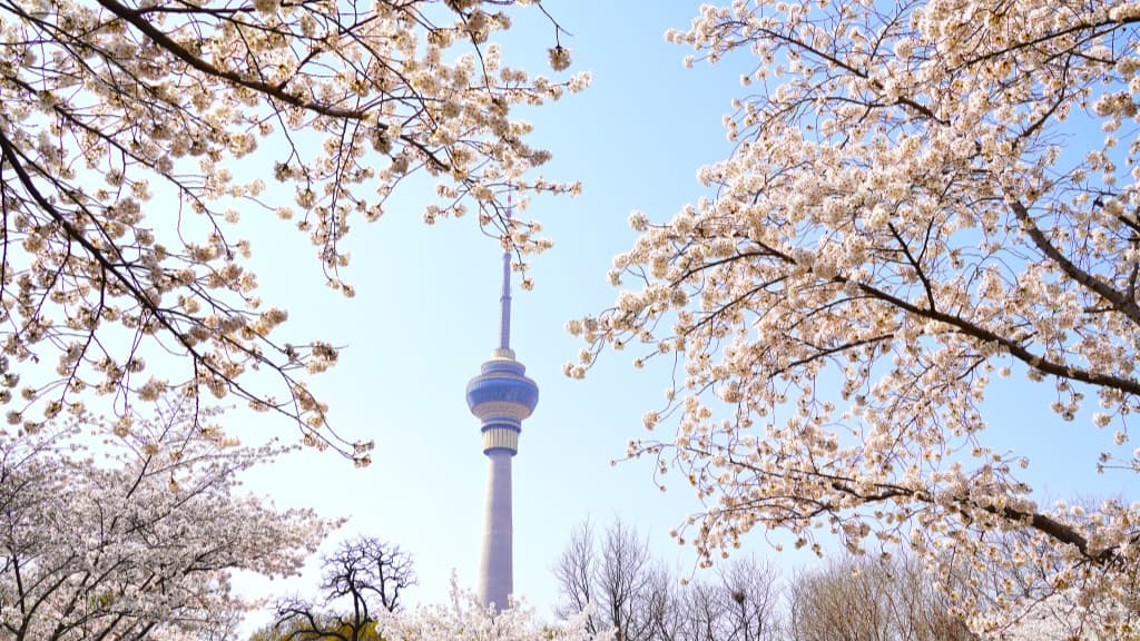 春日同行｜玉渊潭樱花体验活动
